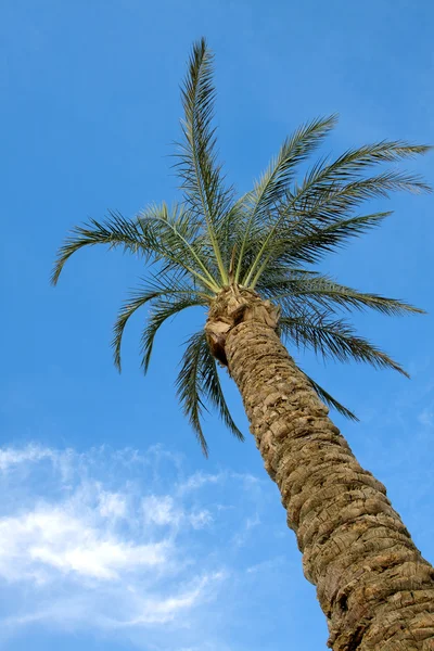 stock image Palm tree