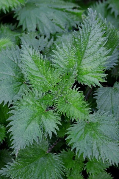 stock image Nettle