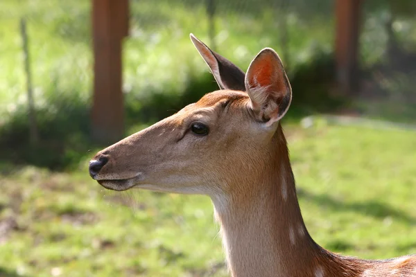Female sika deer — Stock Photo, Image
