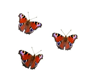 Peacock-butterfly clipart