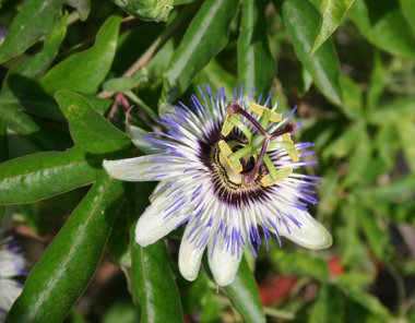 Flower passiflora clipart