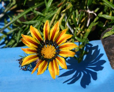 çiçek gazania