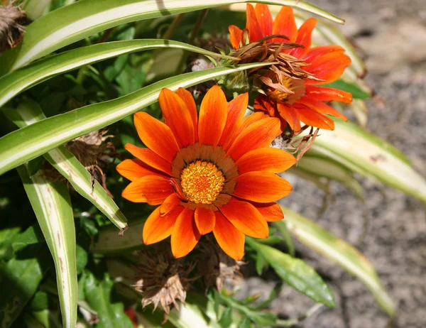 çiçek gazania