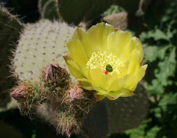 Květ kaktusu opuntia — Stock fotografie