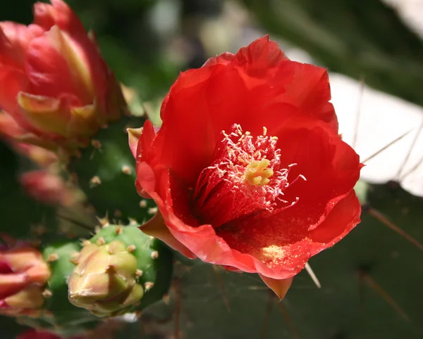 Fleur d'un cactus Opuntia — Photo