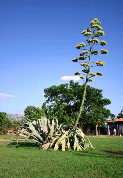 Blooming agave — Stock Photo, Image