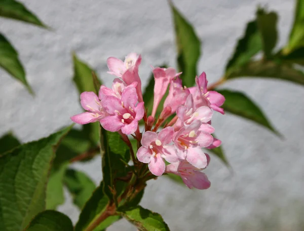Квіти Weigela — стокове фото