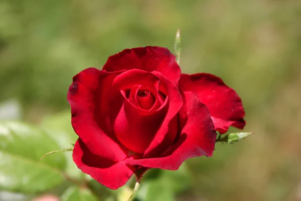 Vörös rózsa Stock Kép
