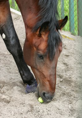 Horse eats an apple clipart