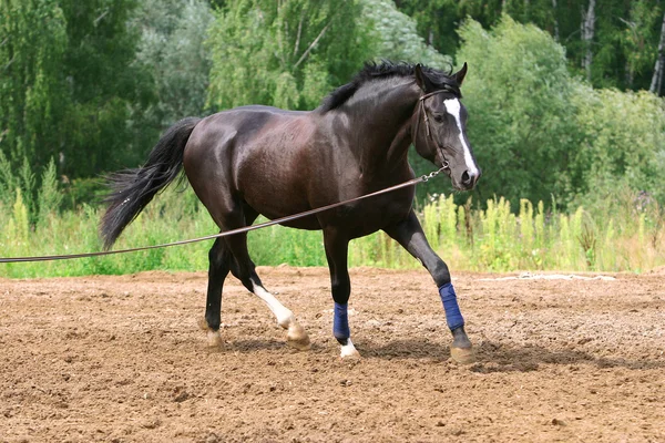 Het paard wordt uitgevoerd in het snoer — Stockfoto