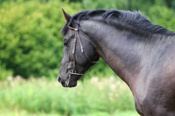 Feje fekete ló — Stock Fotó