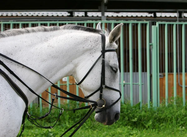 Cabeza caballo gris —  Fotos de Stock