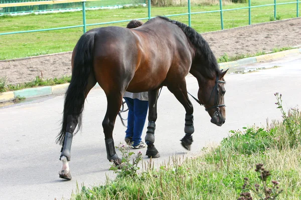 El novio guió al caballo por las riendas —  Fotos de Stock