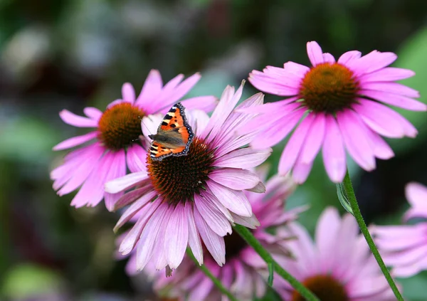 Метелик на рожевій квітці Стокове Фото