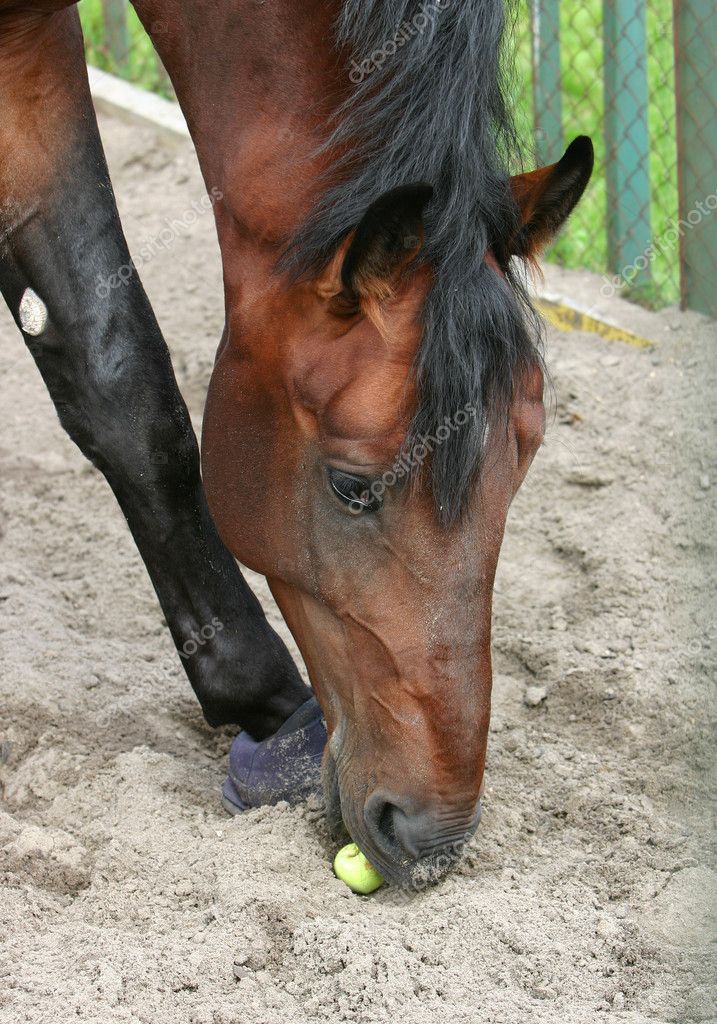 Picture horse eating apple Horse eats an apple — Stock Photo