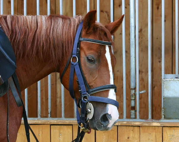 Portret kasztanowe koń — Zdjęcie stockowe