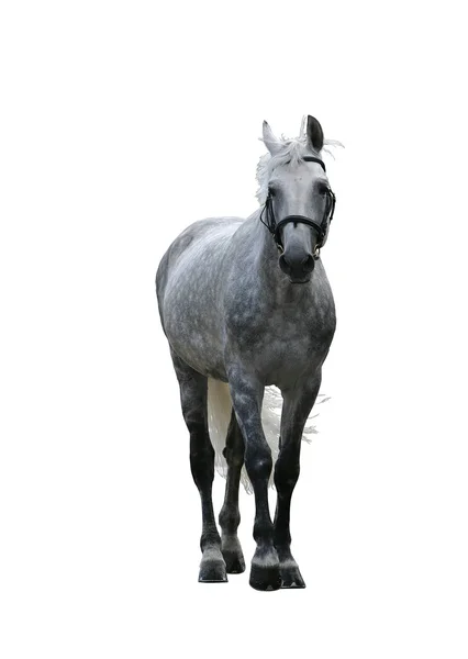 Cavalo cinzento-maçã Fotografias De Stock Royalty-Free