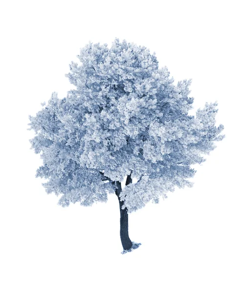 Treeisolated on white — Stock Photo, Image