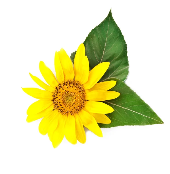 Bright young sunflower on a white backgr — Stock Photo, Image
