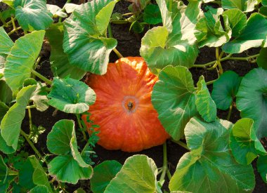 Orange pumpkin in the field clipart