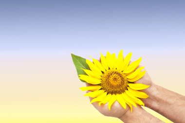 Bright sunflower in hands