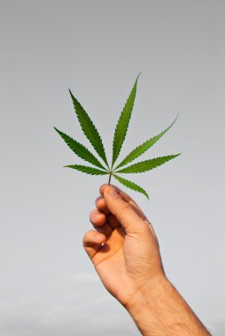 Green leaf of marijuana clipart