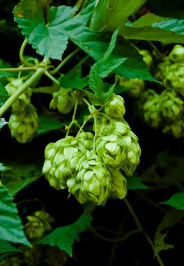 Cones of green hop on a branch clipart