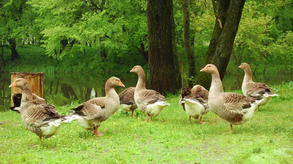 stock image Group of grey geese on a green meadow