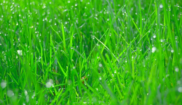 Giovane erba verde con gocce di rugiada — Foto Stock