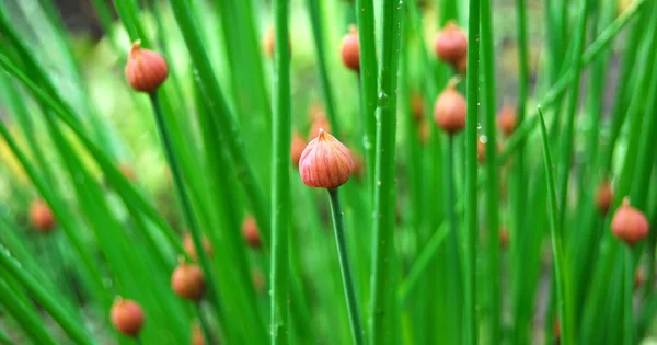 Молодая зеленая трава с капли росы — стоковое фото