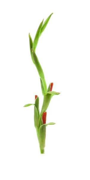Jonge groene spruit met toppen op een wit — Stockfoto