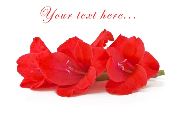 Hermosas flores rosadas de un gladiolo en —  Fotos de Stock