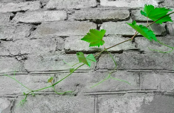 Uva contra uma parede de tijolo cinza — Fotografia de Stock