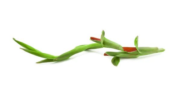 Young green sprout with buds on a white — Stock Photo, Image