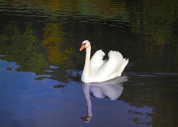 stock image Lonely white swan floating in water