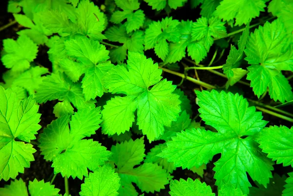 Wi의 육즙 녹색 잎에서 배경 — 스톡 사진