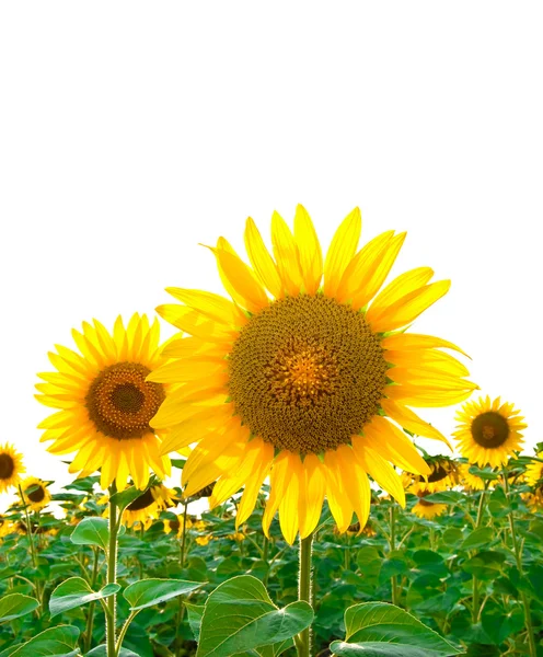 Яскраві соняшники в полі з — стокове фото