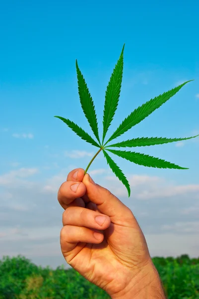 Grünes Blatt Marihuana — Stockfoto