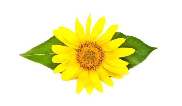 Bright young sunflower — Stock Photo, Image