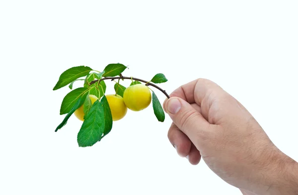 Branch with ripe plums in a man — Stock Photo, Image