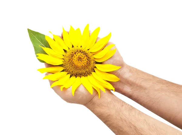 Jasne słonecznika w ręce — Zdjęcie stockowe