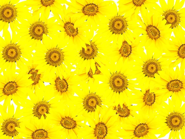 Яскраві молодих соняшника — стокове фото
