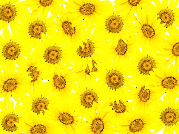 stock image Bright young sunflower