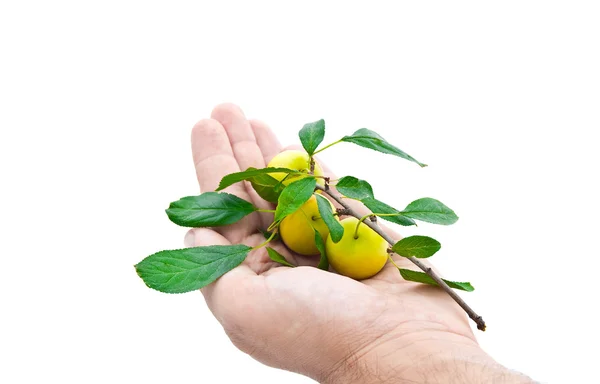 Branche avec prunes mûres sur une main — Photo