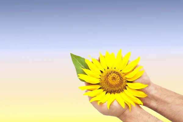 Яскравий соняшник в руках — стокове фото