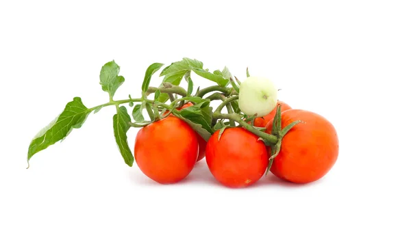 Krásné čerstvé rajče — Stock fotografie