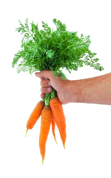 Bunch of a young fresh carrot in a hands — Stock Photo, Image