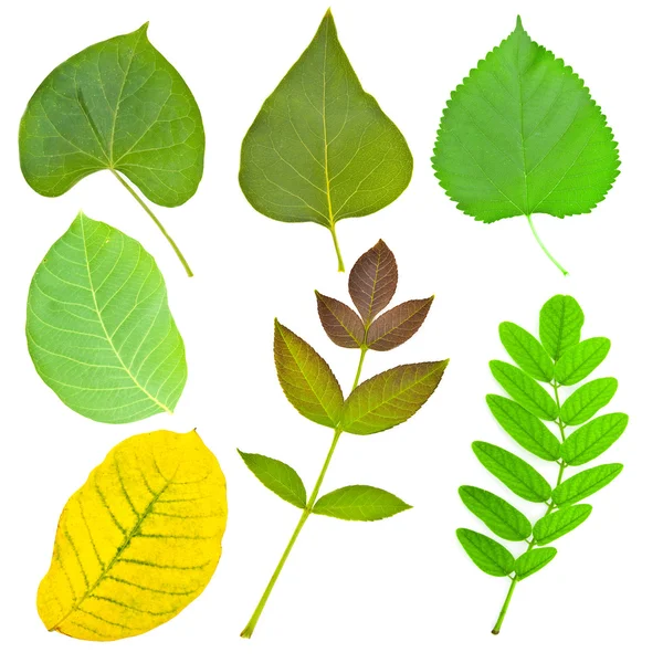 Sada různých listů stromů a rostlin — Stock fotografie