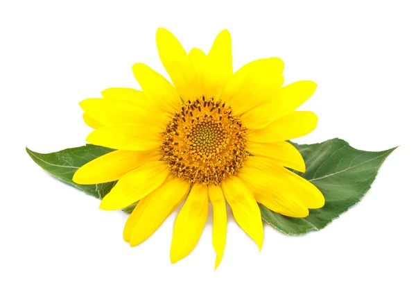 Bright young sunflower — Stock Photo, Image