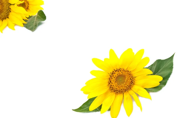 Parlak genç ayçiçeği — Stok fotoğraf